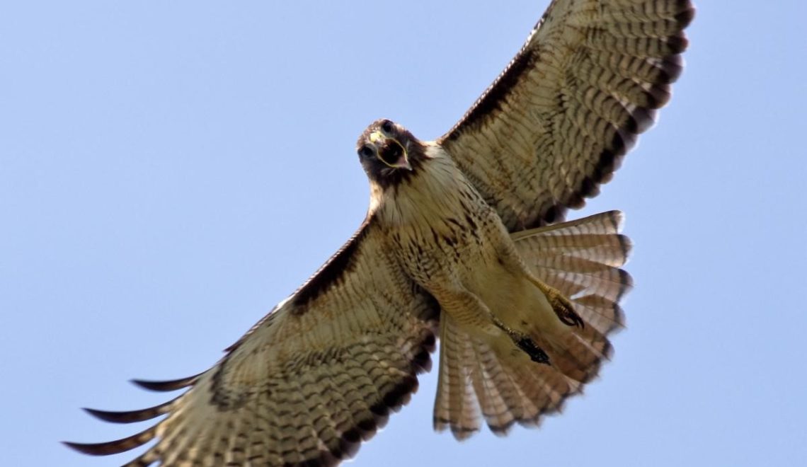 Raptors in Flight - Dungeness River Nature Center