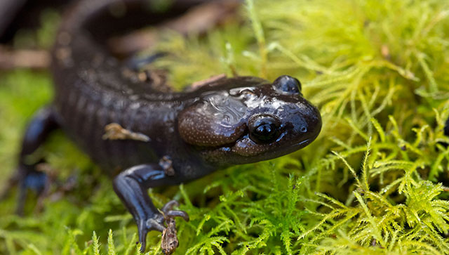 Amphibians & Reptiles - Dungeness River Nature Center