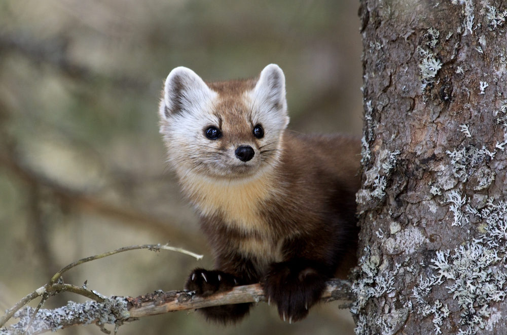 What s up with Weasels Dungeness River Nature Center