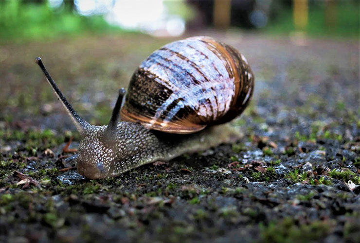 Freshwater Invertebrates