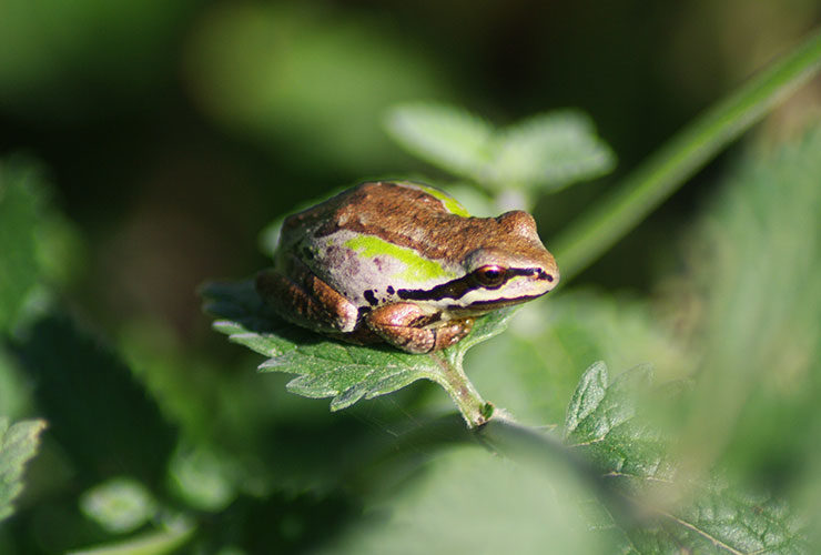 Reptiles & Amphibians