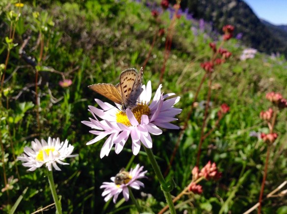 July Wildflower Walks Dungeness River Nature Center