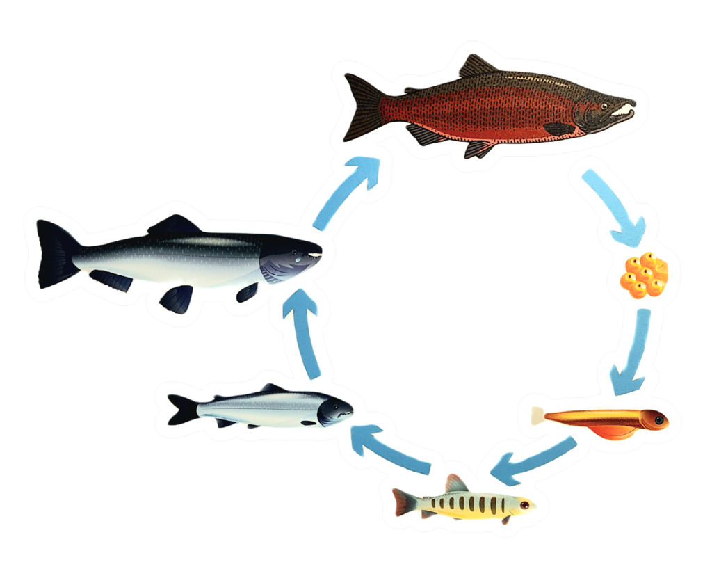 Salmon Life Cycle