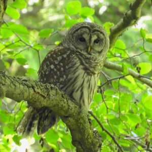 Barred Owl adult by Bob Boekelheide