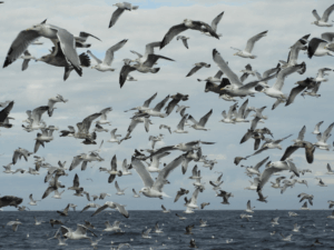 California Gulls at Swiftsure Bank—Photo: Bob Boekelheide