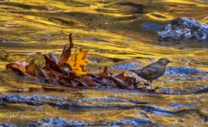 American Dipper Photo: John Gussman