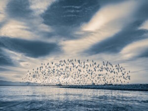 Birds flying during migration