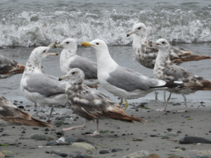 Gulls on beach