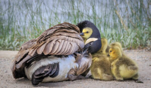 Goose with chicks